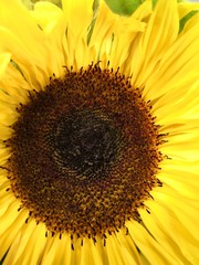 Obraz premium Sunflower petal close-up