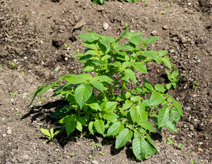 Green bush of potatoes in the ground