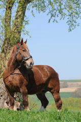 Fototapeta premium Bretonenstute