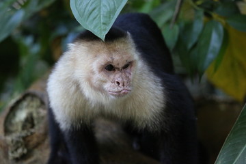 White Faced Capuchin, Guanacaste, Costa Rica