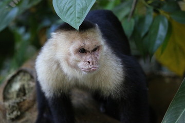 Fototapeta premium White Faced Capuchin, Guanacaste, Costa Rica