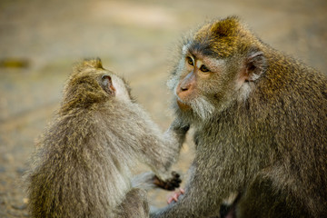 Cute monkey in a sacred park Monkey forest, Ubud, Bali, Indonesia.
