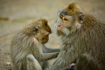 Cute monkey in a sacred park Monkey forest, Ubud, Bali, Indonesia.