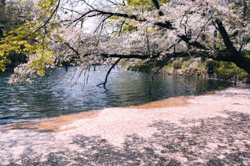 桜の花びらに覆われた池
