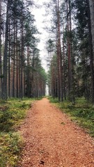 Fototapeta premium road in the woods