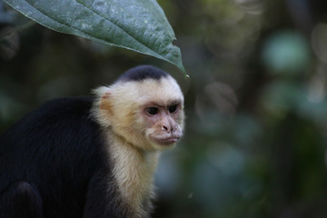 White Faced Capuchin, Guanacaste, Costa Rica