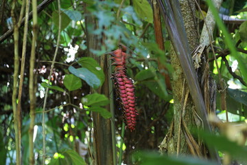Blossoms of Heliconia, Corcovado National Park, Costa Rica
