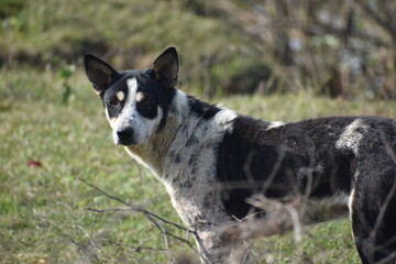 a black and white dog gone outside in a field