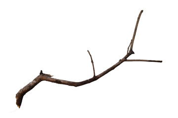 dead tree branch