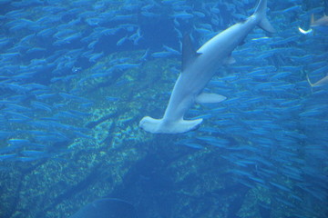 Fototapeta premium 特徴的な頭部を持つシュモクザメ/全身