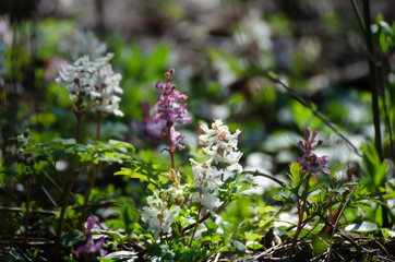 Spring flowers in the forest - european continental scene - nature photography