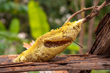 honey bee nest,honeycomb with honey 