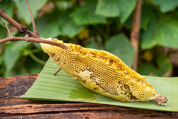 honey bee nest,honeycomb with honey 