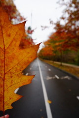 girl holds a maple autumn leaf in Sokolniki park in Moscow