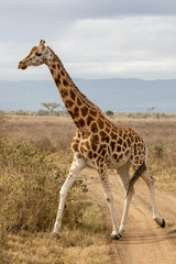 Rothschild giraffe crossing the road in Lake Nakuru