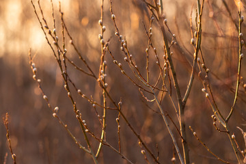 Willow in spring forest with buds in warm brown shades