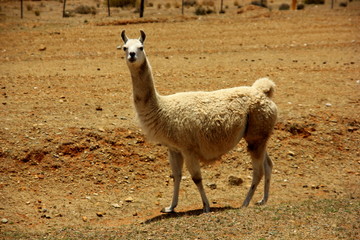 Lama w Boliwii © Tobiasz