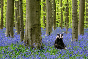 European badger (Meles meles) sitting upright in beech forest with bluebells (Endymion nonscriptus)...
