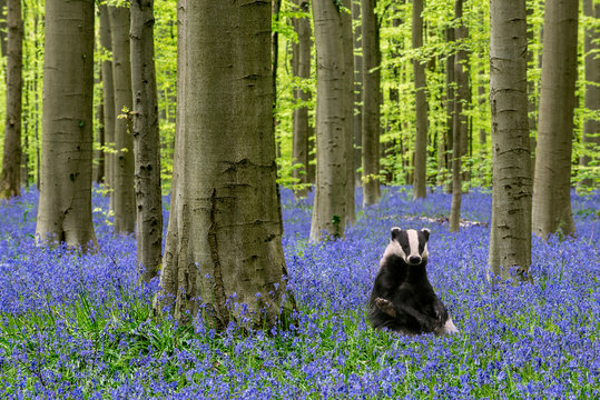European badger (Meles meles) sitting upright in beech forest with bluebells (Endymion nonscriptus) in flower in spring. Digital composite