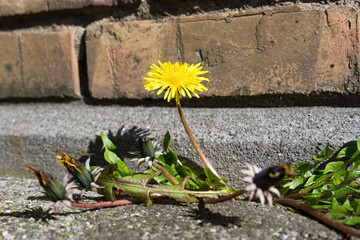 Dandelion growing against a brick wall