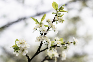 Blooming spring flowers on a plum tree