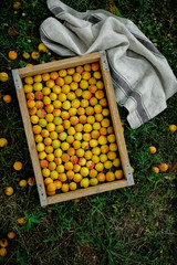 harvested ripe apricots in the garden