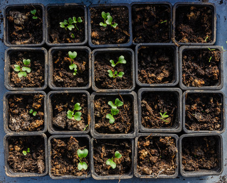 Seedlings in small pots - european warmhouse scene, greenhouse agriculture
