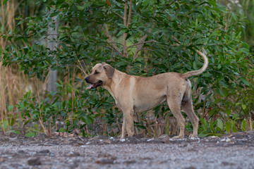 Injured brown dog standing in front of the green bush looking at something with the tongue sticking out