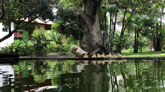 Small pond with duck family reflecting on the water in house village in Brazil