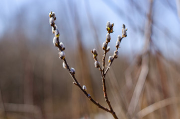 Willow branches against the blue sky bloom in springtime.  Easter concept, natural background