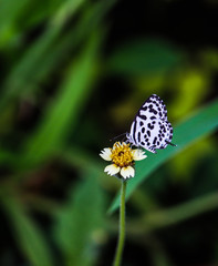 butterfly on flower