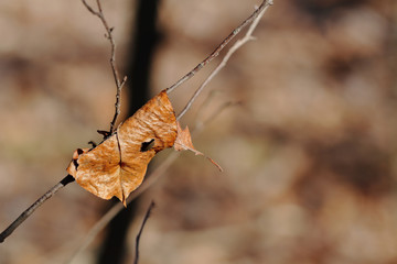 Uschnięty liść na gałęzi