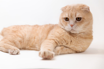 Close-up portrait of a Scottish fold cat. Red muzzle furry. Advertising banner for pet shop. Purebred show cat