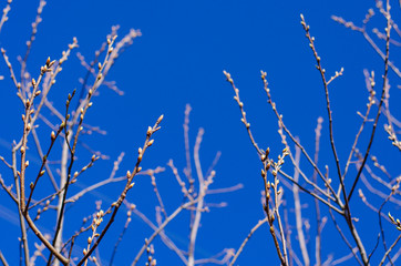 The buds on the branches of trees against the blue sky bloom in springtime.  Easter concept, natural background