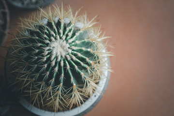 Selective focus on cactus