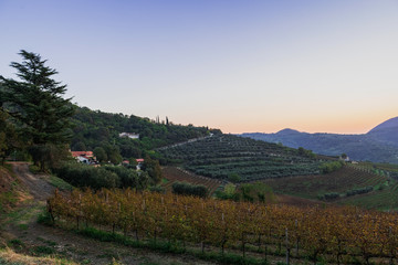 Fototapeta na wymiar Vineyard and olive grove on the hillside. Early morning. Italy. Soft focus, blurry background.