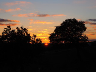 Orange sunset between the oaks