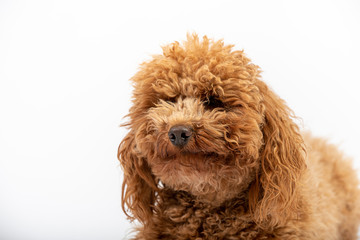 Cute hairy poodle in studio