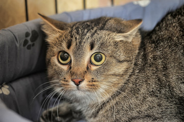 scared young tabby cat