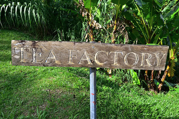 Seychelles islands, tea plantation