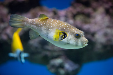 Spotted puffer fish in an aquarium underwater