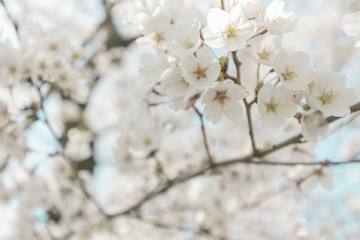 Naklejka premium Pink cherry blossoms and blue sky