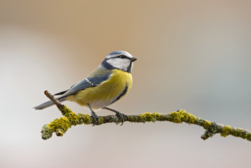 Blue Tit - Parus caeruleus, beautiful colored perching bird from European forests and gardens, Czech Republic.