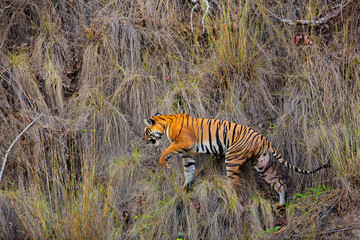 Fototapeta na wymiar bengal tiger in the grass