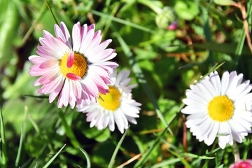 The beautiful field daisies in soft colors