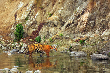 Fototapeta na wymiar Royal Bengal tiger walking in water