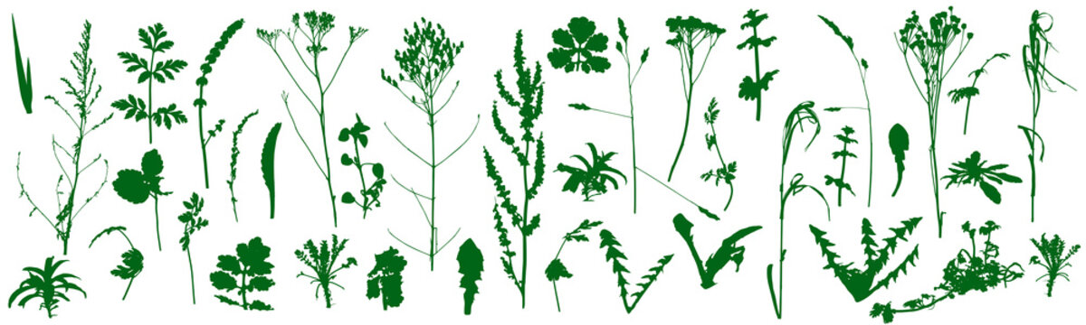 Plants, wild weeds, set of silhouettes. Vector illustration.