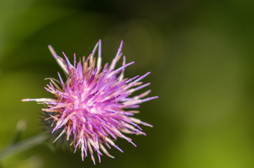 Fiore lilla