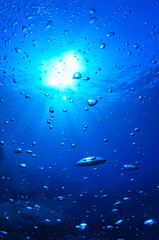 the bubbles of a diver