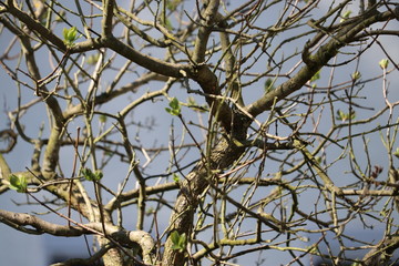 Hintergrund Frühling - die ersten zarten Triebe an einem Baum